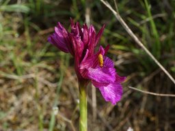 Anacamptis_papilionacea_expansa_linas_11-min